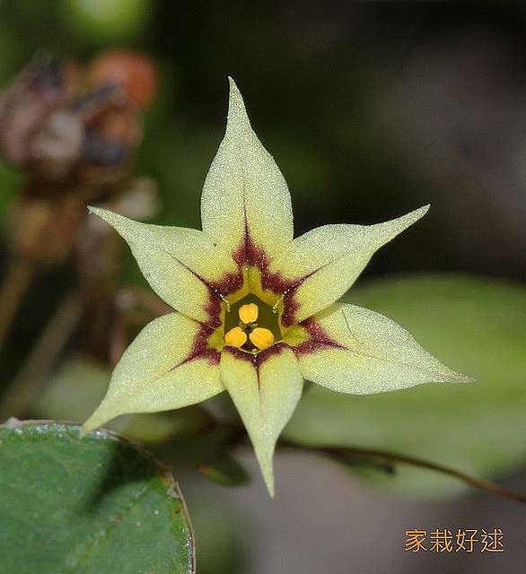 野花速記 庭菖蒲 黃花庭菖蒲 黃花庭石菖 家栽好逑 痞客邦