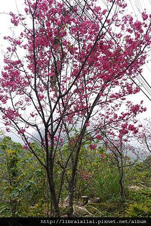 P1260899.JPG P1260899.JPG