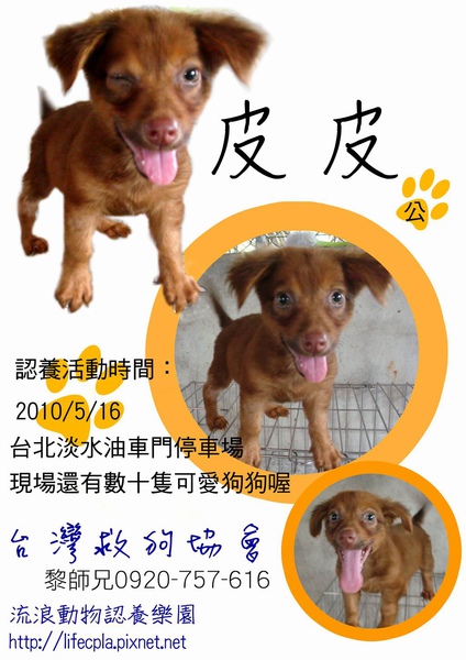 皮皮 台灣救狗協會 狗狗認養 0920-757-616 黎師兄 流浪動物認養樂園