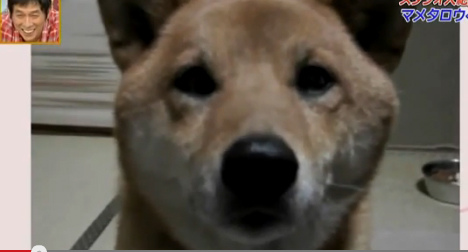 超有靈性的狗狗, 會控制音量