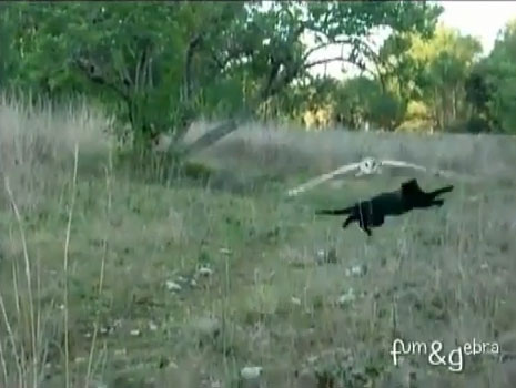 當貓頭鷹遇上貓的結果