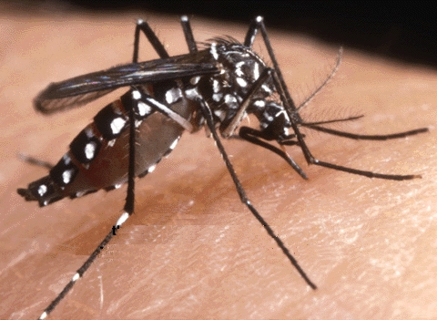 aedes_aegypti2.JPG aedes_aegypti2.JPG