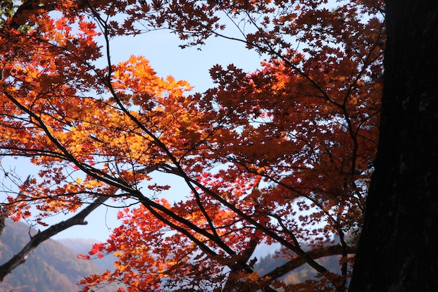 IMG_0553 IMG_0553