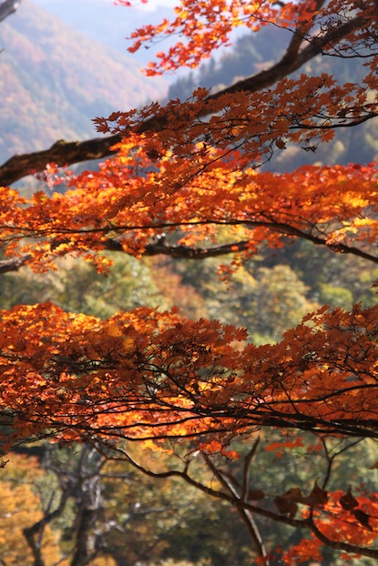 静寂の日本秋初-北陆の秋天童话。白川乡合掌村