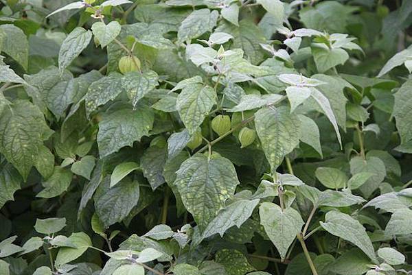 IMG_2145 IMG_2145