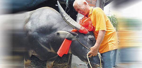 人與動物間的愛別離苦 人與動物間的愛別離苦