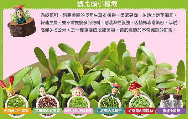 小花頭的馬蹄金 小花頭的馬蹄金