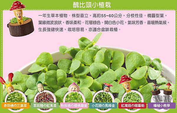 紅蘑菇的甜羅勒 紅蘑菇的甜羅勒