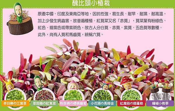 草斑精的紅覓菜