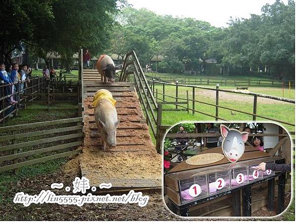 桃園楊梅埔心牧場7 桃園楊梅埔心牧場7