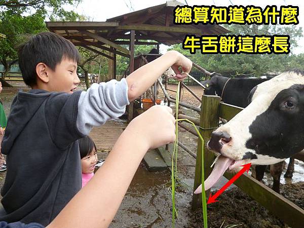 桃園楊梅埔心牧場4-1 桃園楊梅埔心牧場4-1