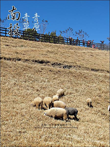 2010-1212 -南投-清境農場-青青草原 (13).jpg