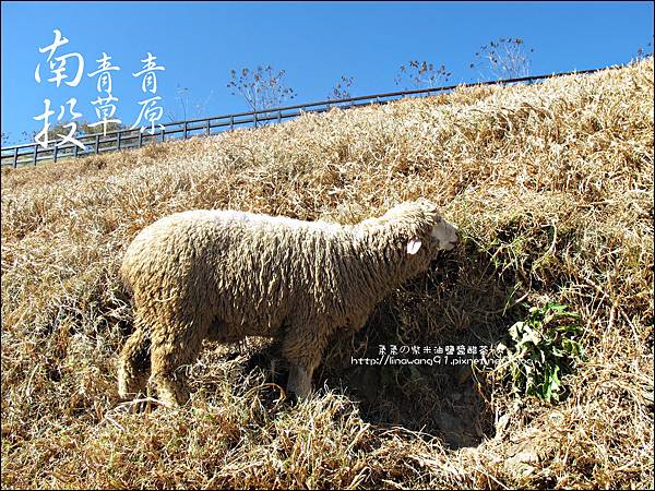 2010-1212 -南投-清境農場-青青草原 (15).jpg