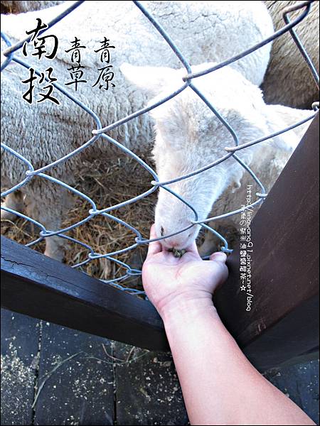 2010-1212 -南投-清境農場-青青草原 (16).jpg