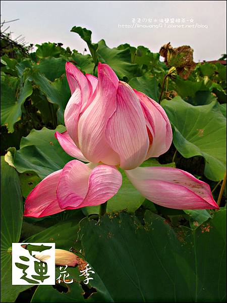 2011-0729-桃園觀音-大田蓮花餐廳 (36).jpg