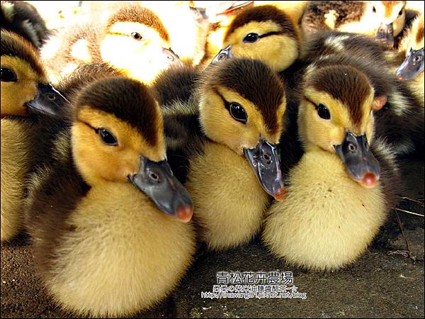 2011-1122-桃園-青松花卉農場 (29)