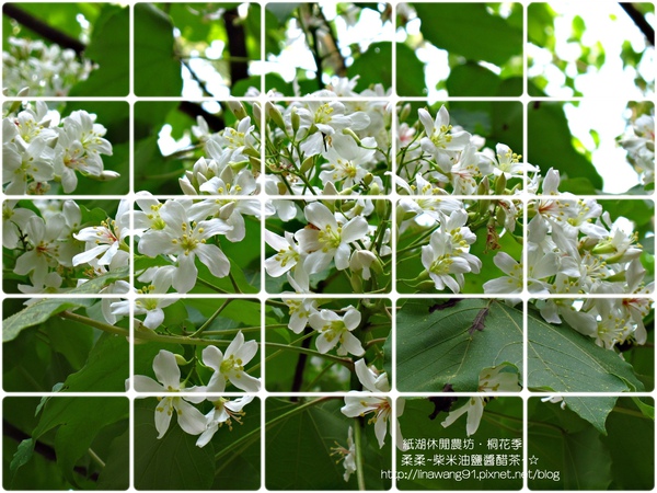 2010-0421-紙湖農場-油桐花之旅 (39).jpg 2010-0421-紙湖農場-油桐花之旅 (39).jpg