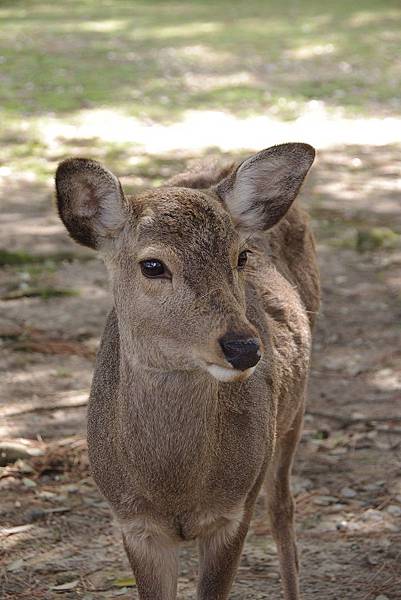 NaRa-7 NaRa-7