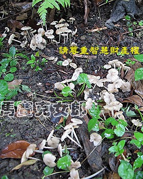 ant_05.jpg