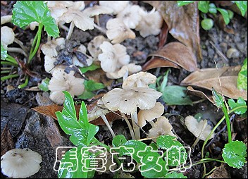 ant_03.jpg