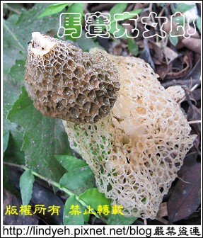 bamboo_03.jpg