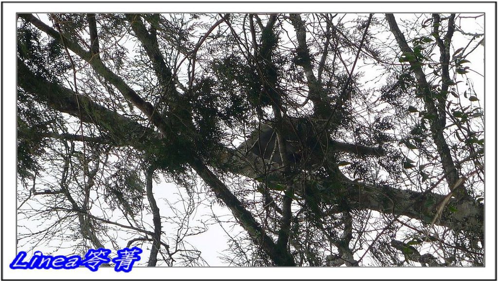 P1340373(001).jpg P1340373(001).jpg