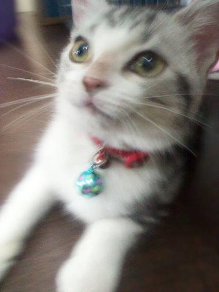 貓貓01.jpg 貓貓01.jpg