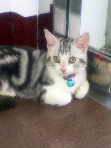 貓貓02.jpg 貓貓02.jpg