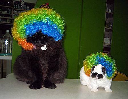 黑皮 豆子 彩色頭