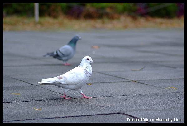 DSCF1945.jpg DSCF1945.jpg