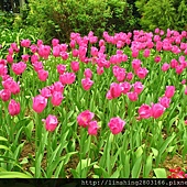 DSC_1414 (1024x687).jpg