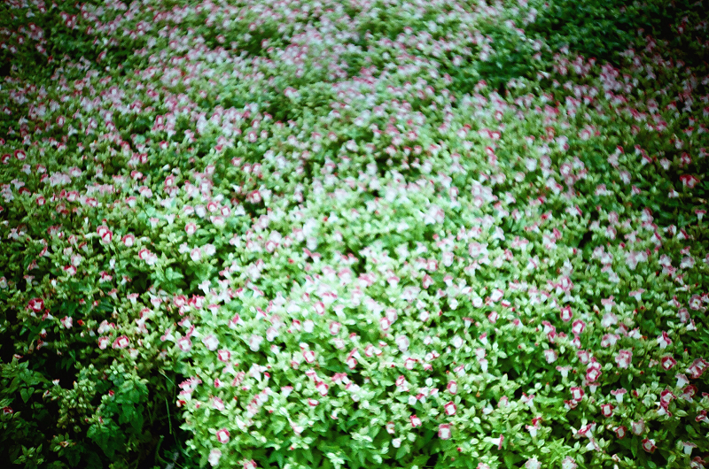 27240008.jpg 27240008.jpg