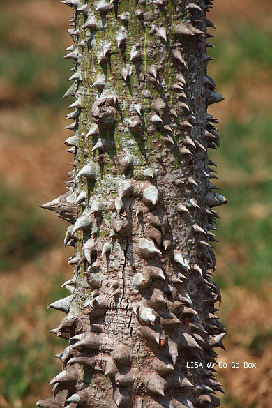 IMG_5285.JPG IMG_5285.JPG