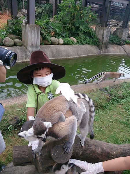 恩餵猴子