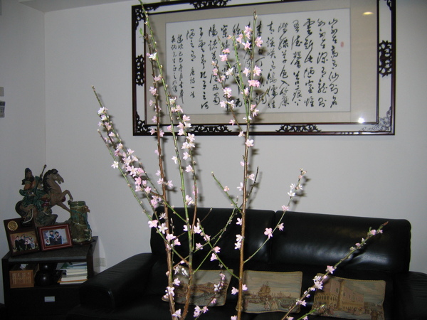 桃花舞春風,滿枝桃花添年味兒。08/01 桃花舞春風,滿枝桃花添年味兒。08/01