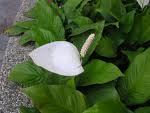 白鶴芋2.jpg 白鶴芋2.jpg