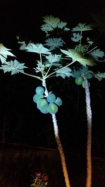 原生木瓜 原生木瓜