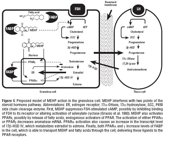 塑化劑對女性生殖系統的影響