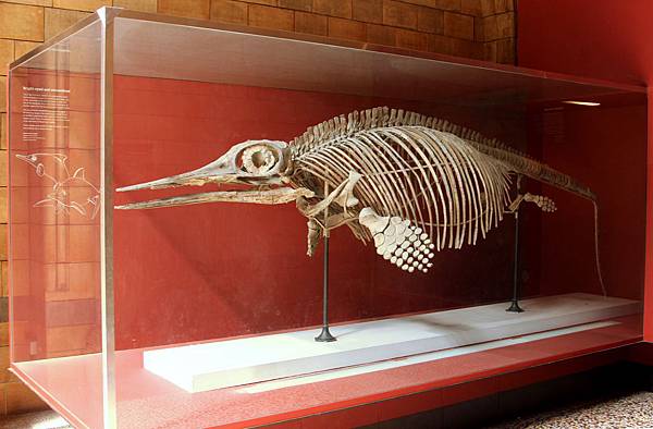 bum-史海豚 bum-史海豚