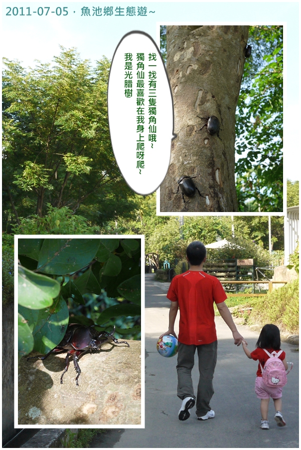 2y8m魚池鄉獨角仙.jpg 2y8m魚池鄉獨角仙.jpg