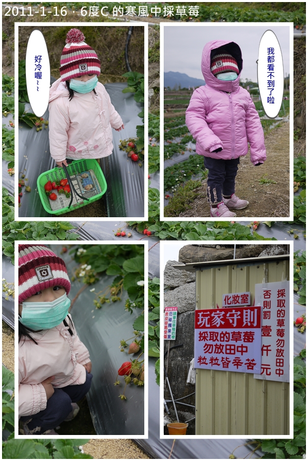 2y4m新社採草莓1.jpg 2y4m新社採草莓1.jpg