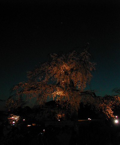 圓山公園夜櫻.jpg