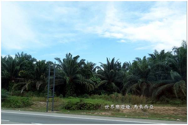 3棕櫚樹度假村0031.jpg 3棕櫚樹度假村0031.jpg