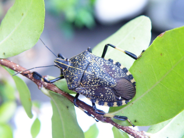 01黃斑椿象 01黃斑椿象