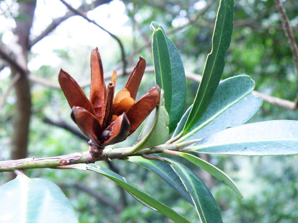 10-01大頭茶果實~5心皮各內夾4或5顆種子 