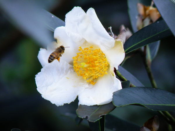 10-07大頭茶~雌花 