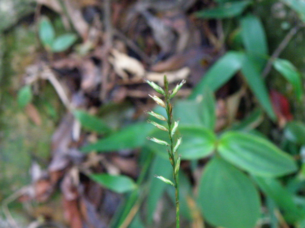 11-03淡竹葉花很黏人哦 