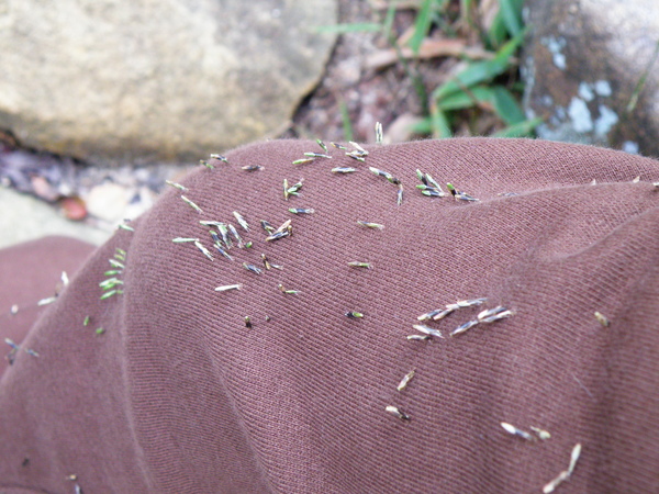 11-05淡竹葉花很黏人哦 