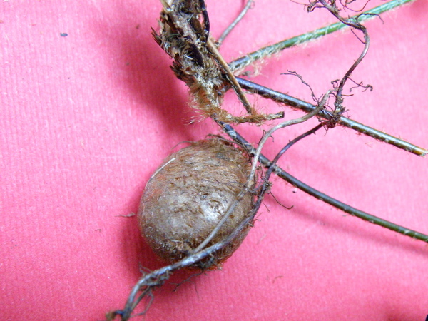 30-07腎蕨vs.鐵雞蛋 