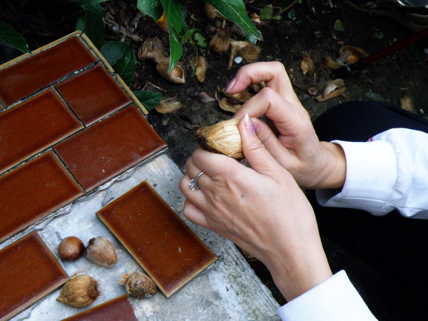 31-01老檳榔果實 